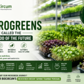 Why-Microgreens-Are-Called-the-Superfood-of-the-Future